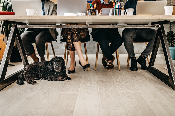 Legs of freelancers under table in the office and dog